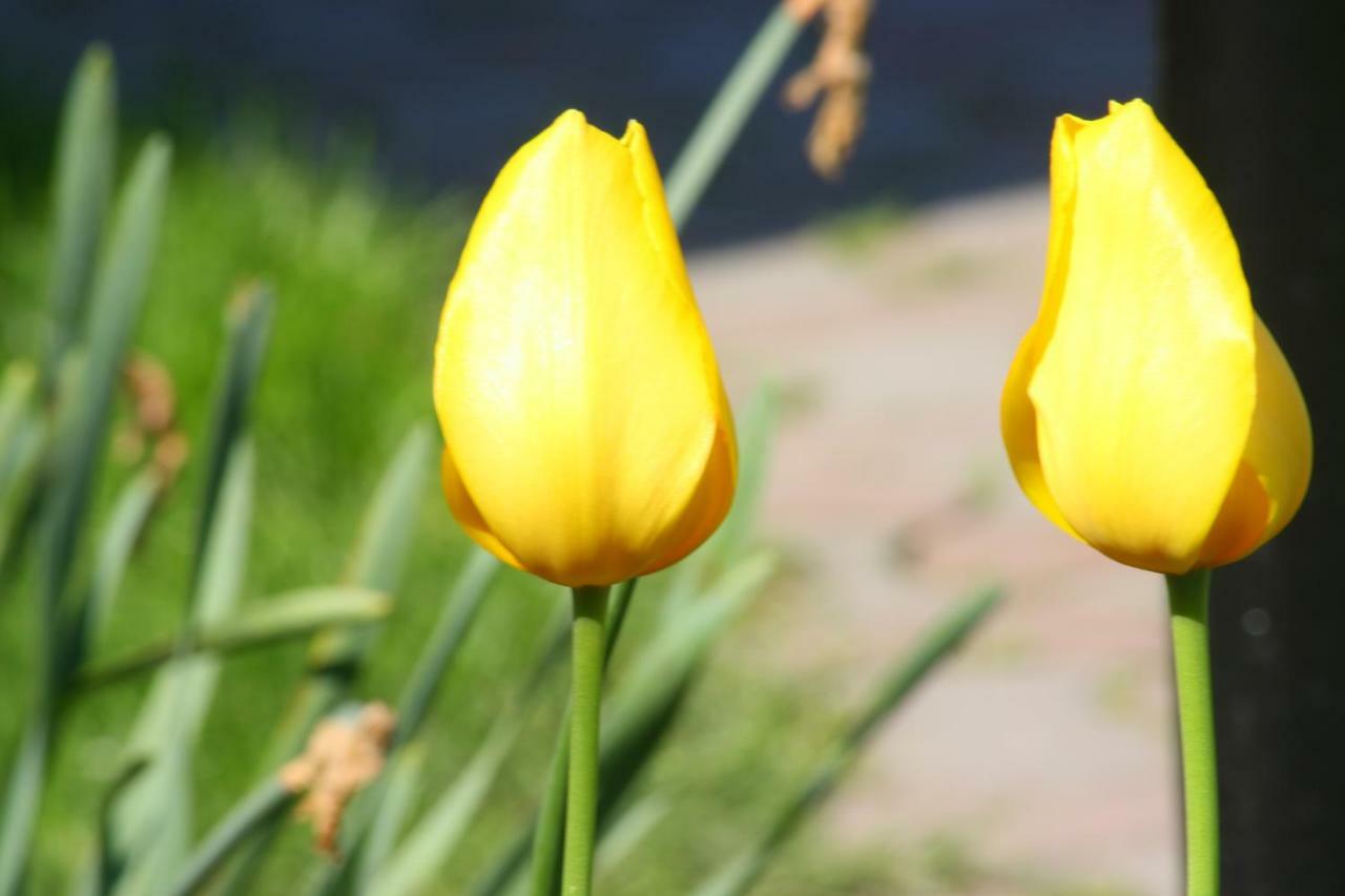 Pension Delia Gardens Тімішоара Екстер'єр фото